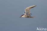 Common Tern (Sterna hirundo)