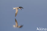 Common Tern (Sterna hirundo)