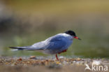 Common Tern (Sterna hirundo)