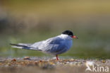 Common Tern (Sterna hirundo)