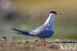 Common Tern (Sterna hirundo)