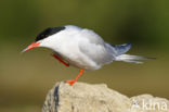 Common Tern (Sterna hirundo)