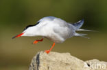 Common Tern (Sterna hirundo)