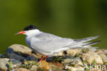 Common Tern (Sterna hirundo)