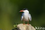 Common Tern (Sterna hirundo)