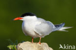 Common Tern (Sterna hirundo)