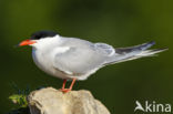 Common Tern (Sterna hirundo)