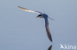 Common Tern (Sterna hirundo)