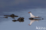 Common Tern (Sterna hirundo)