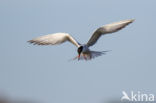 Common Tern (Sterna hirundo)