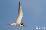 Common Tern (Sterna hirundo)