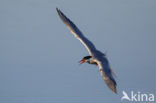 Common Tern (Sterna hirundo)