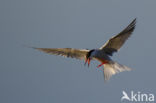 Common Tern (Sterna hirundo)