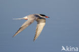 Common Tern (Sterna hirundo)