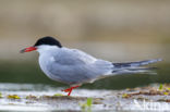 Common Tern (Sterna hirundo)