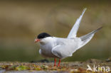 Common Tern (Sterna hirundo)