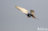 Common Tern (Sterna hirundo)