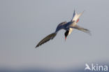 Common Tern (Sterna hirundo)