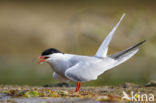 Common Tern (Sterna hirundo)