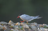 Common Tern (Sterna hirundo)