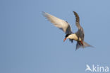 Common Tern (Sterna hirundo)