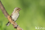 Eurasian Wryneck (Jynx torquilla)