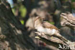 Eurasian Wryneck (Jynx torquilla)