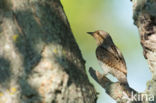 Eurasian Wryneck (Jynx torquilla)