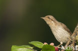 Eurasian Wryneck (Jynx torquilla)