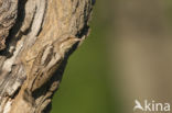 Draaihals (Jynx torquilla)