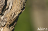 Eurasian Wryneck (Jynx torquilla)