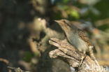 Eurasian Wryneck (Jynx torquilla)