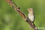 Eurasian Wryneck (Jynx torquilla)