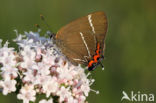 White-letter Hairstreak (Satyrium w-album)