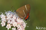 White-letter Hairstreak (Satyrium w-album)