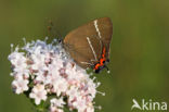 White-letter Hairstreak (Satyrium w-album)