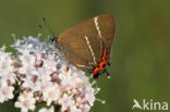 White-letter Hairstreak (Satyrium w-album)