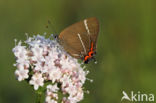 White-letter Hairstreak (Satyrium w-album)