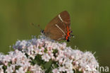 White-letter Hairstreak (Satyrium w-album)