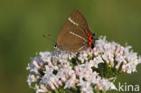 White-letter Hairstreak (Satyrium w-album)