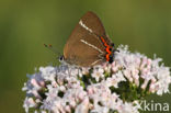 White-letter Hairstreak (Satyrium w-album)