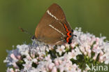 White-letter Hairstreak (Satyrium w-album)