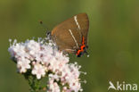 White-letter Hairstreak (Satyrium w-album)