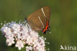 White-letter Hairstreak (Satyrium w-album)