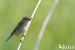 Sedge Warbler (Acrocephalus schoenobaenus)