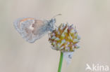 Hooibeestje (Coenonympha pamphilus)