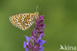 Tweekleurige parelmoervlinder (Melitaea didyma)