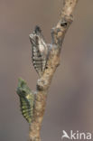 Koninginnepage (Papilio machaon)