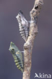 Koninginnepage (Papilio machaon)