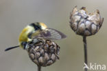 Hommelvlinder (Hemaris tityus)